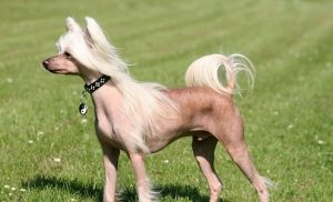 Chinese Crested3