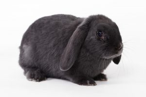rabbit-694919_960_720