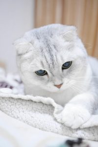 scottish-fold-cats-1073667_960_720