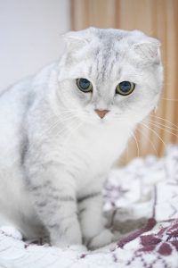 scottish-fold-cats-1071855_960_720