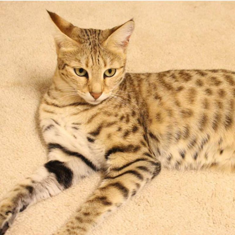 サバンナキャット：品種プロフィール、特徴、飼育方法