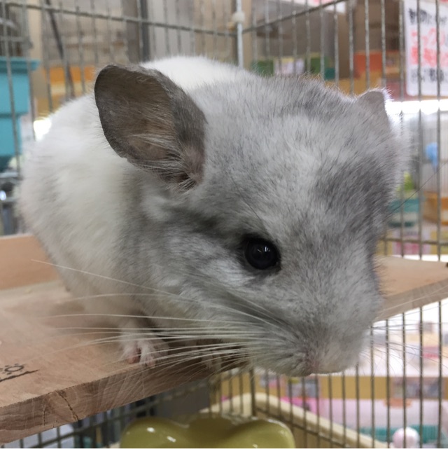 希少色 チンチラ マフラー 【公式通販】